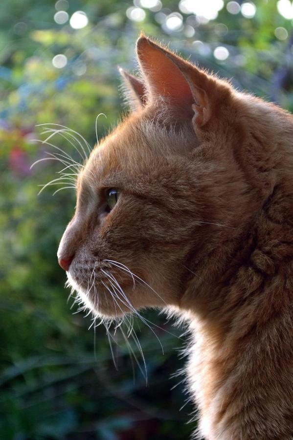 Le Chaton Rouge Saint-Pierre-du-Lorouër Esterno foto
